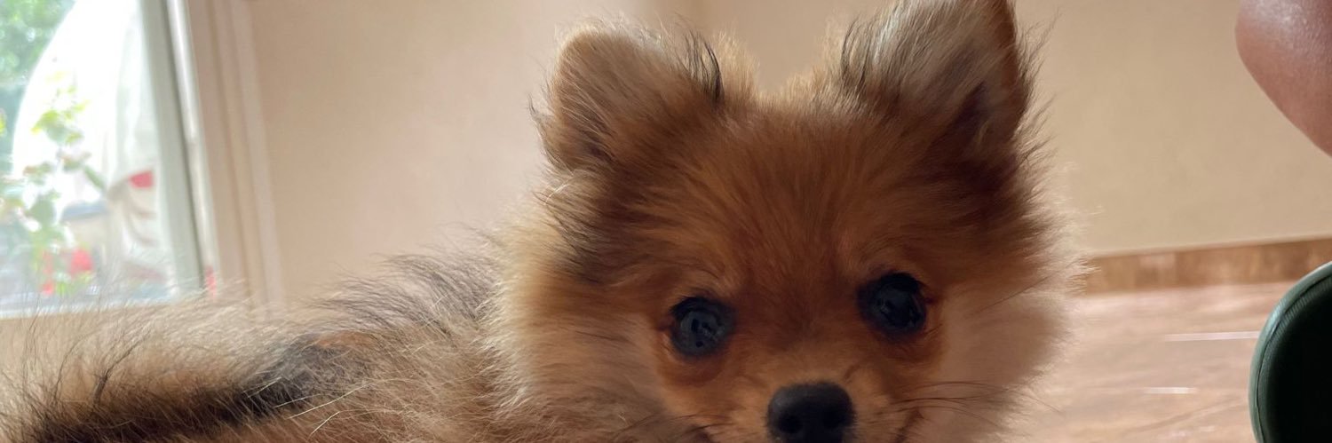 danielazorin7's profile banner image