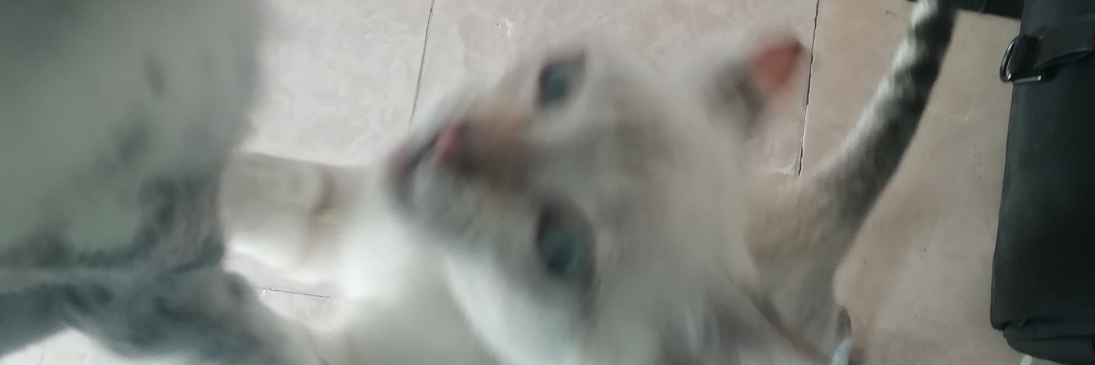 AlbuCollado's profile banner image