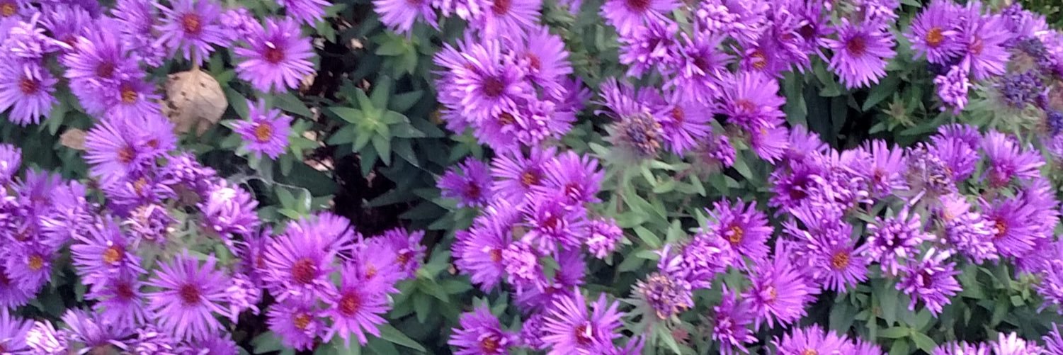 Tracie Zakavec banner