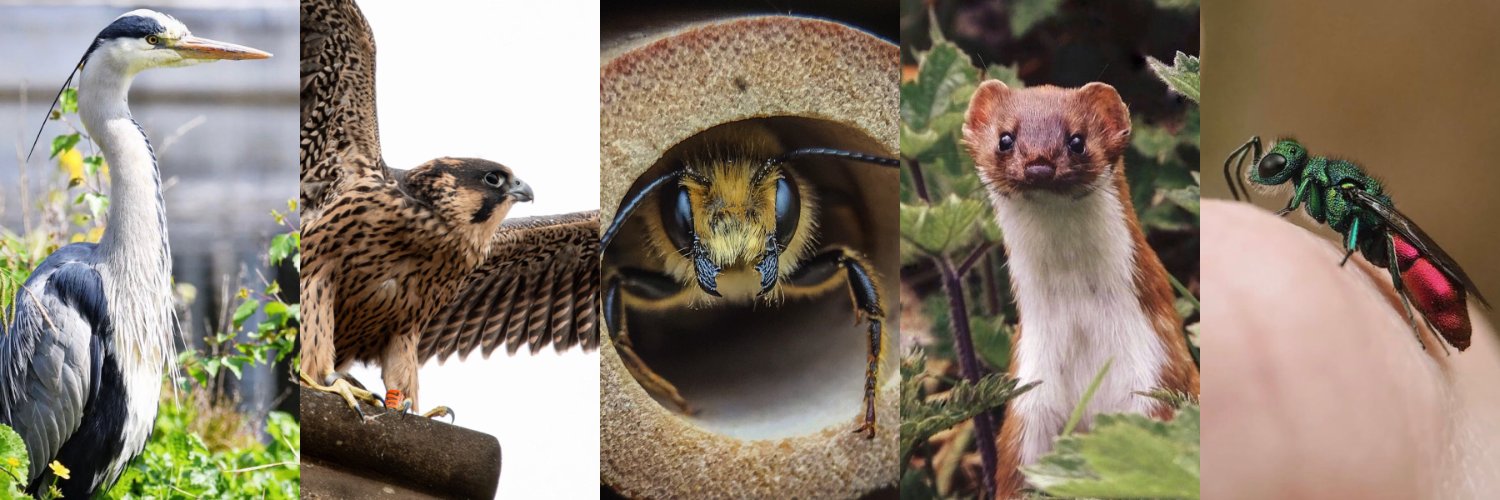 𝙼-𝙱 🐝 banner