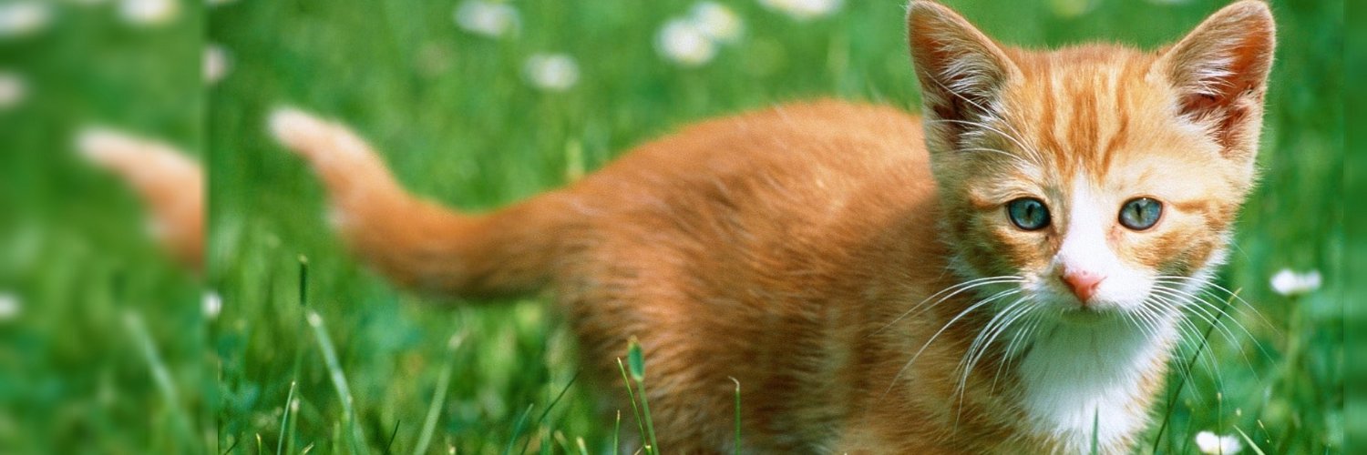 Cats Uplifting banner