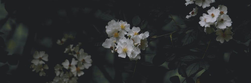 thatbxtchco's profile banner image