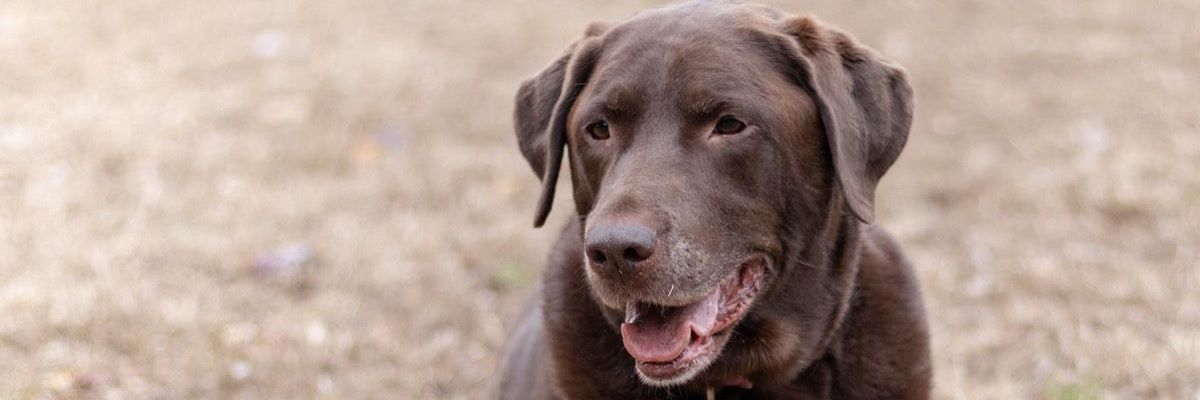 chelizmo's profile banner image