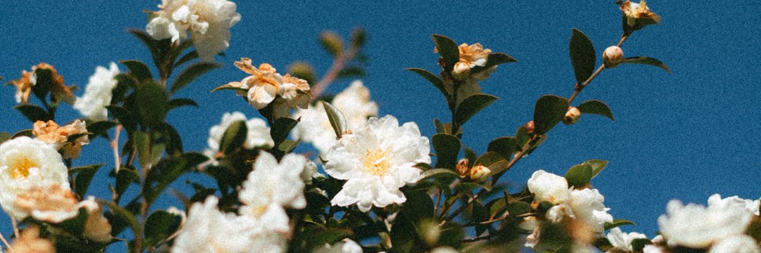 Ahyeahsowhat_'s profile banner image