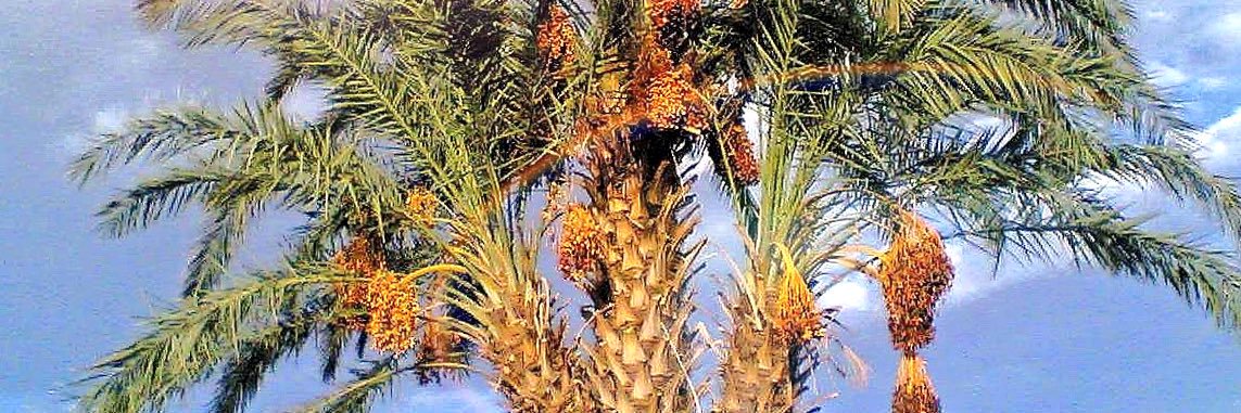 Mir Behram Baloch banner