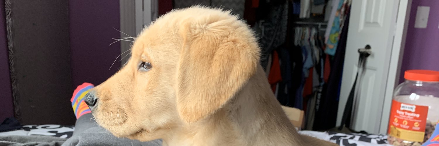 4paws_sitter's profile banner image