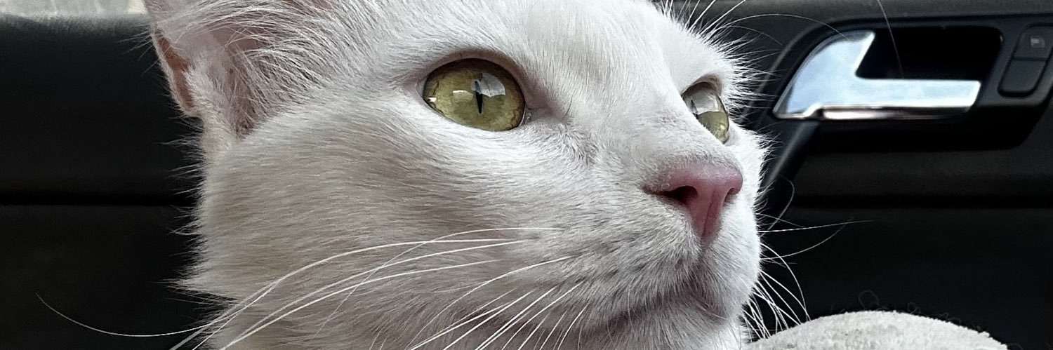 Rebeca_piinho's profile banner image