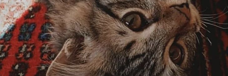 میوچی banner