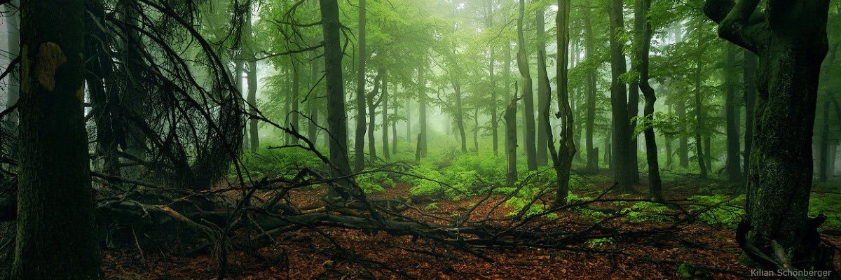 Jelena Farkić banner