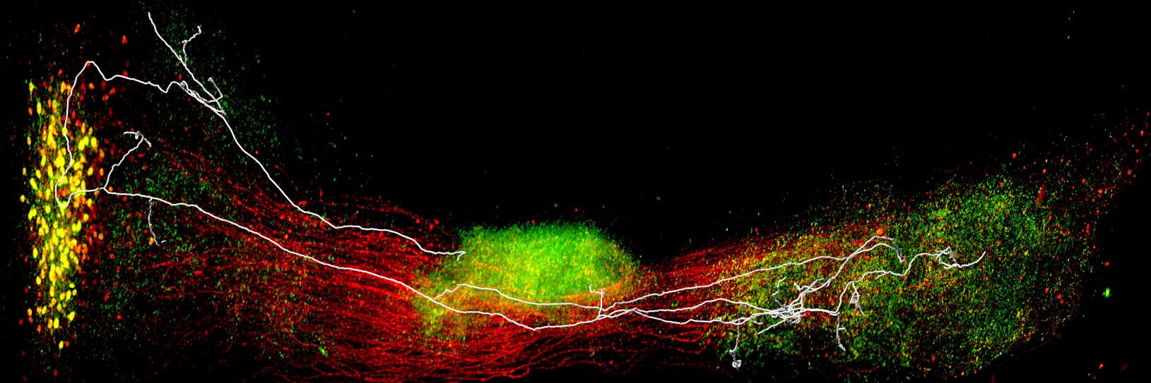 Young-Gyun Park banner