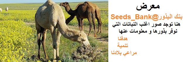 Bank1Seeds's profile banner image