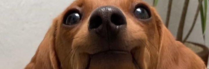 lilyzea1's profile banner image