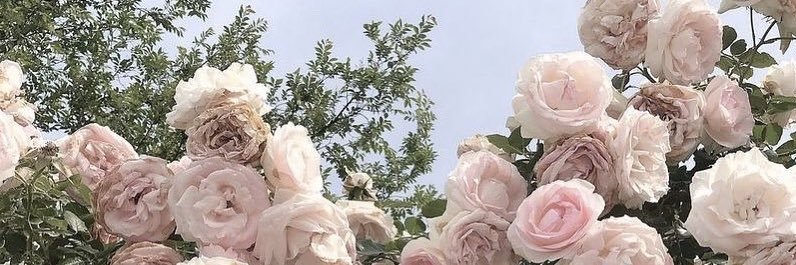 みやの banner
