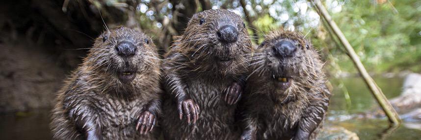 BeaverBand's profile banner image