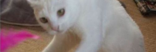 Lila_cw's profile banner image