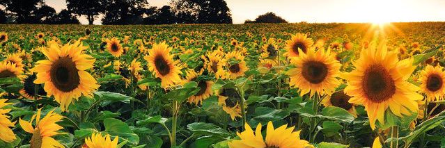 AllSunflowers's profile banner image