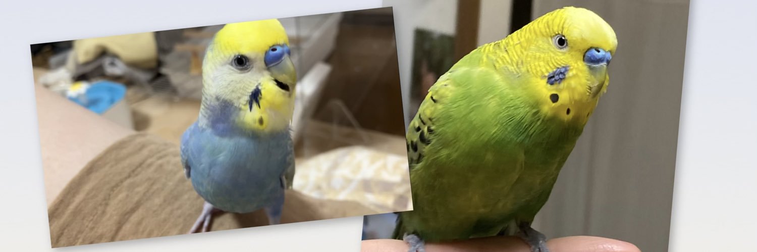 ふーちゃんとすーちゃんの顔黄色いチャンネル banner