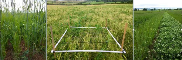 SEAMixtureS Profile Banner