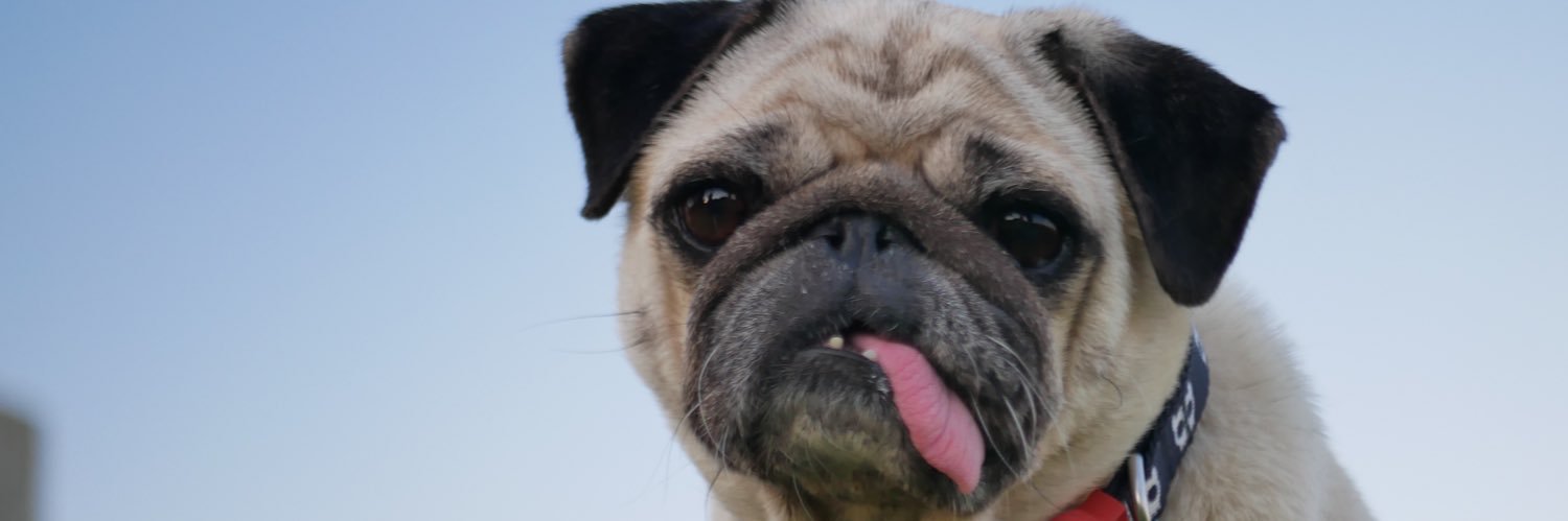 pugandpigg's profile banner image