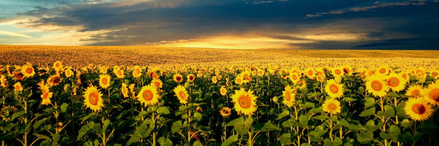 🇺🇦🌻Game On 🇺🇦🌻 banner