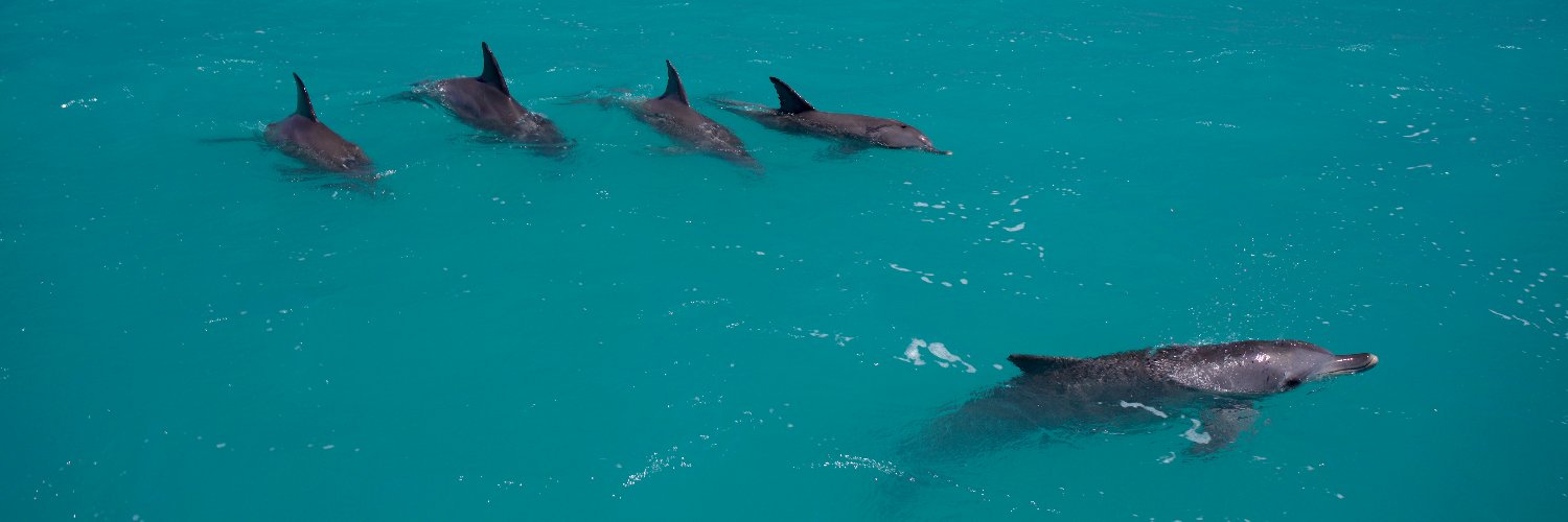 Shark Bay Dolphin Research banner