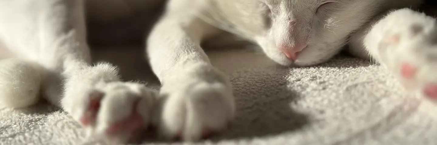 BSanemm's profile banner image