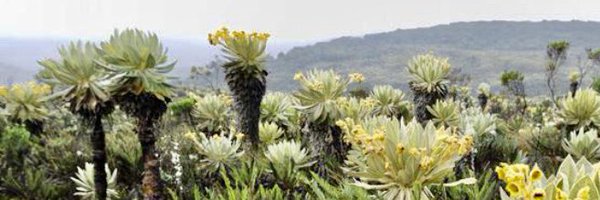 pedroel10979641 Profile Banner