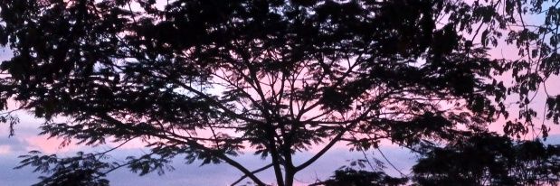 toya_tebin's profile banner image