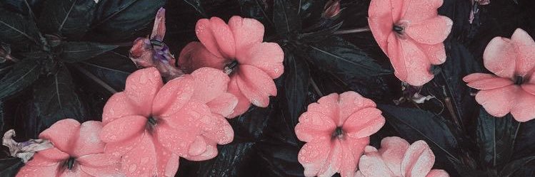 Tiffavasq's profile banner image