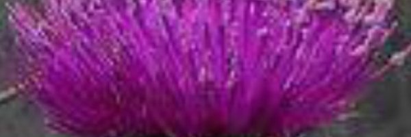 macushley Profile Banner