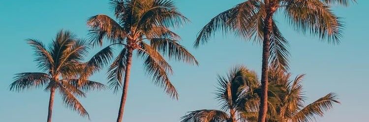 ssardoo1's profile banner image