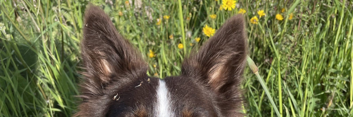 icampillo11's profile banner image