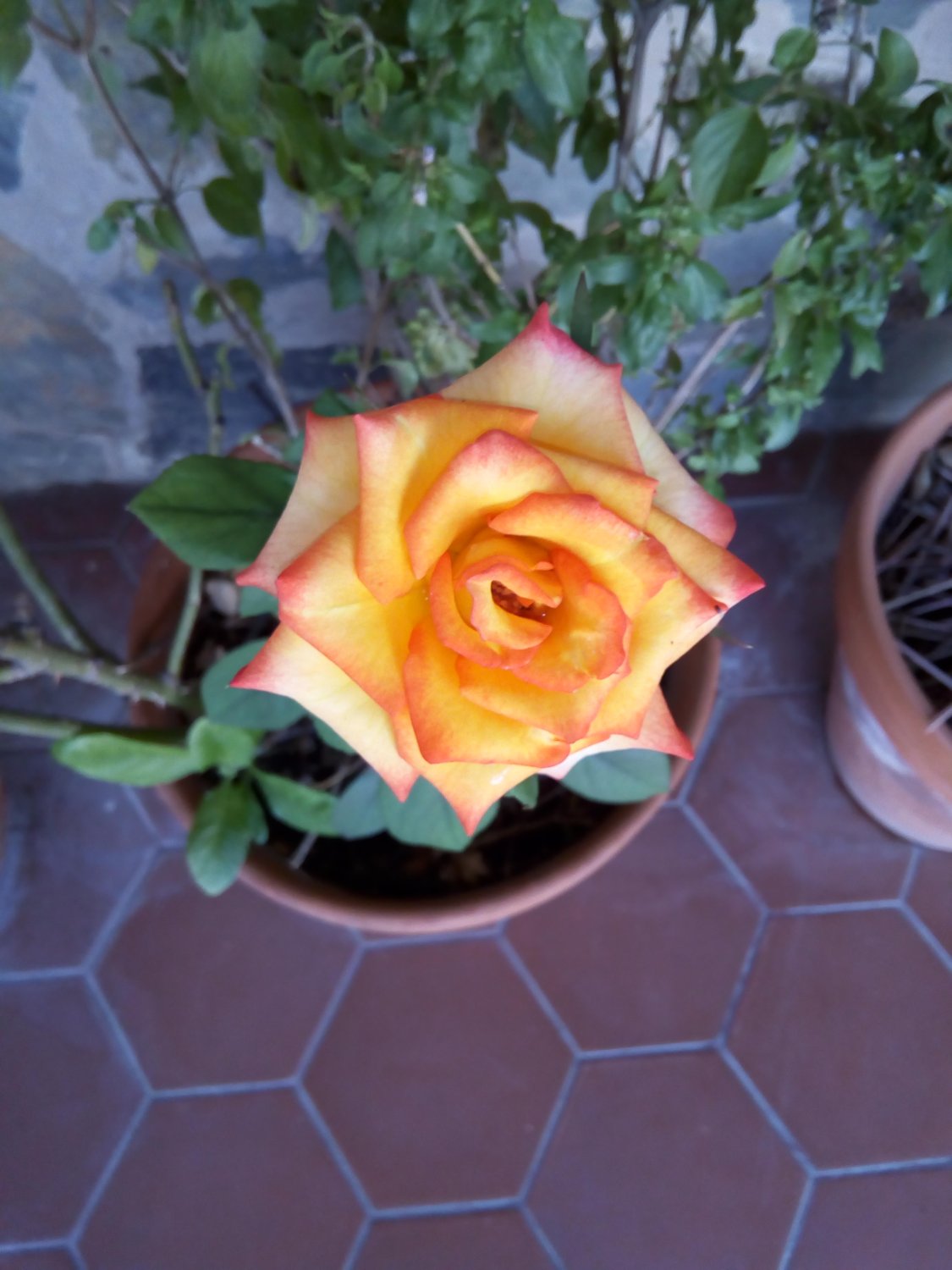 Dalbin José Arias U. banner