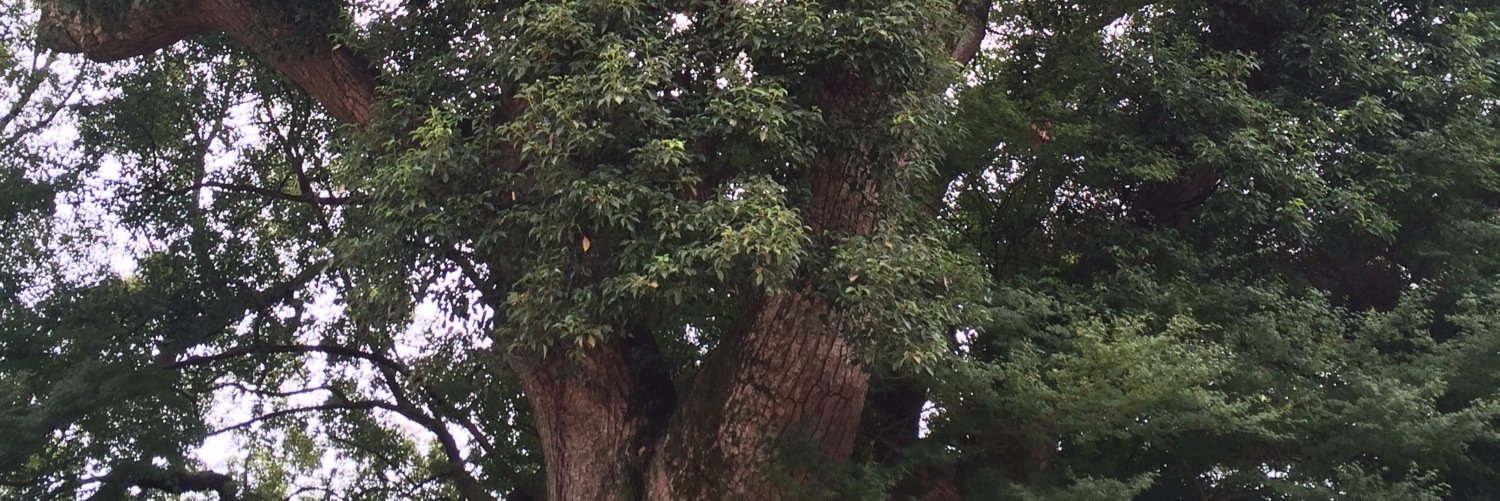 piyoca's profile banner image