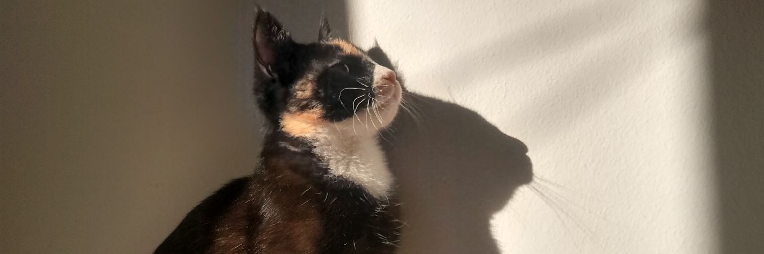 Matías Zeballos banner