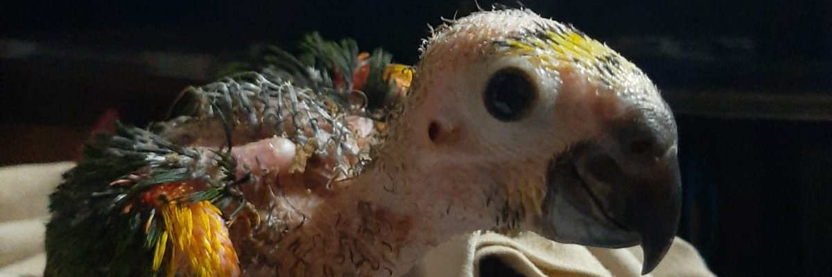 carlos suarez banner