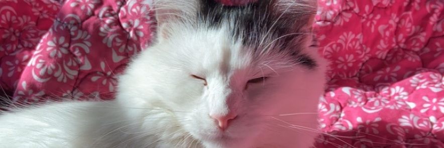 Hunner_Lynn's profile banner image