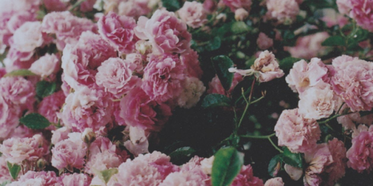 angelineksm's profile banner image