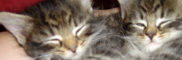 Casmethos Profile Banner