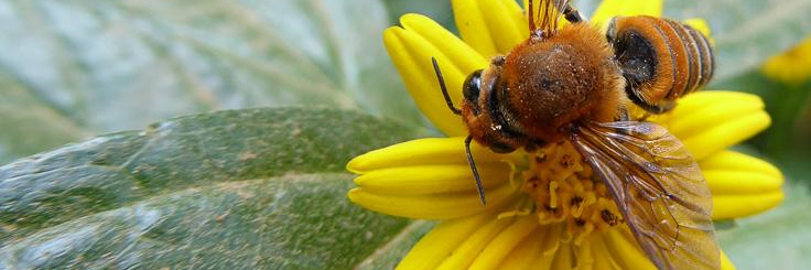SCAPE Pollination Ecology banner