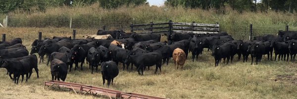 UlmerWill Profile Banner