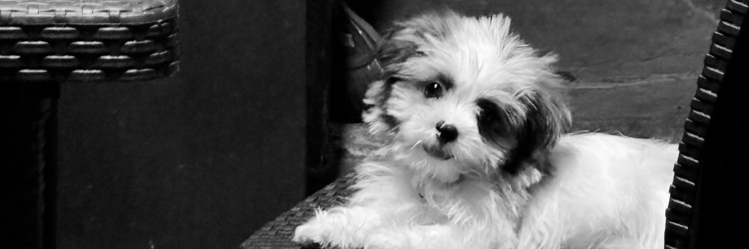 catblgrnmi's profile banner image