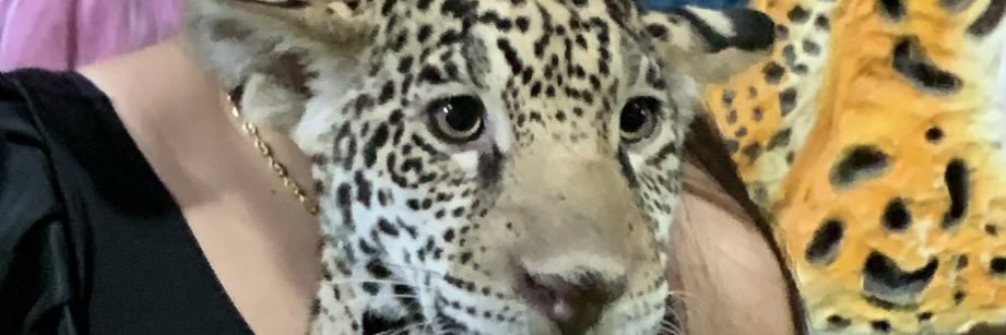 lizethafp's profile banner image