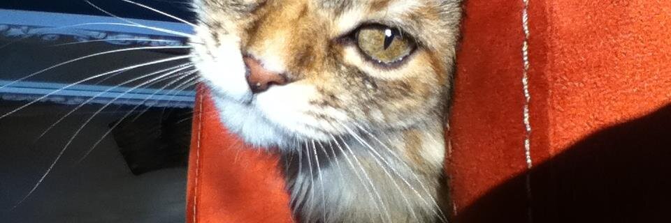 HRíos Navarrete banner