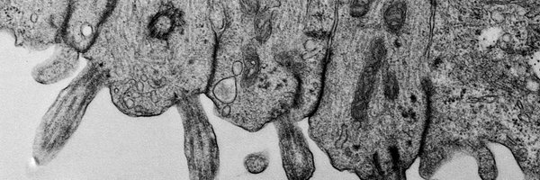 Cellfie3 Profile Banner