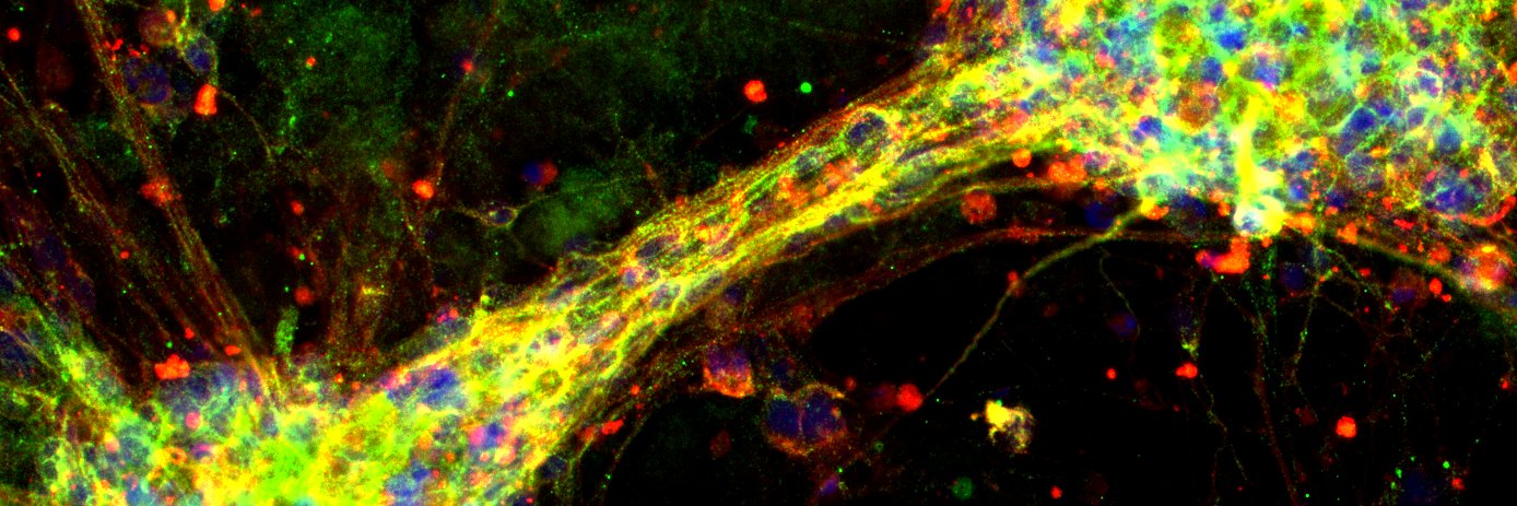 McGill Regenerative Medicine Network banner