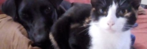AntiPicksFREE's profile banner image