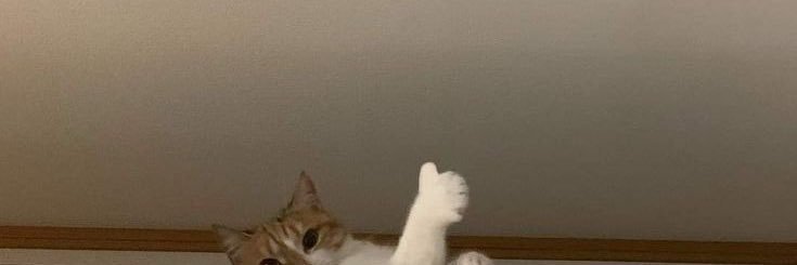 ₍^ₗ ˳ ̫ ₗ^₎ banner