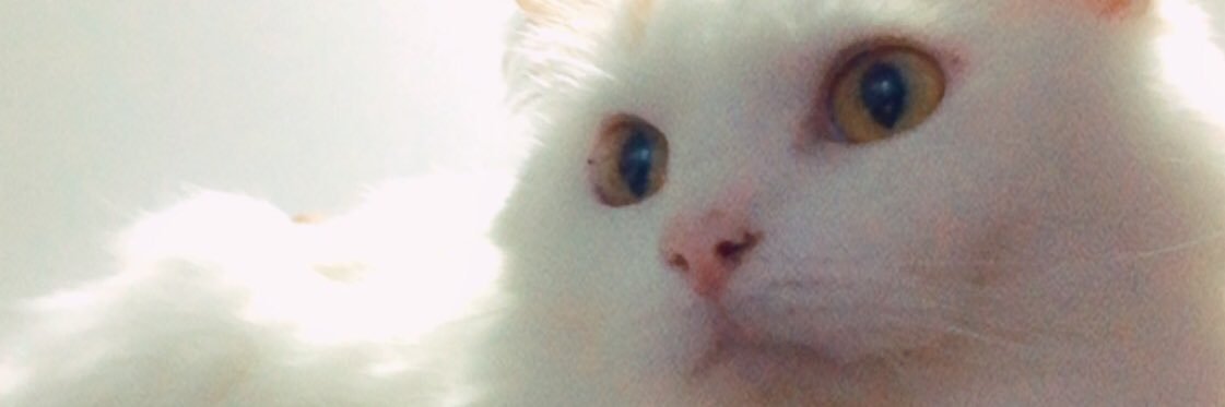endrosg's profile banner image