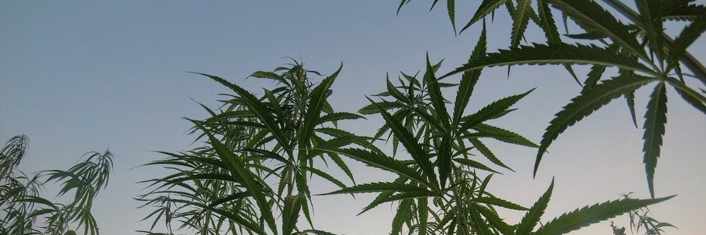 Can Innovations banner